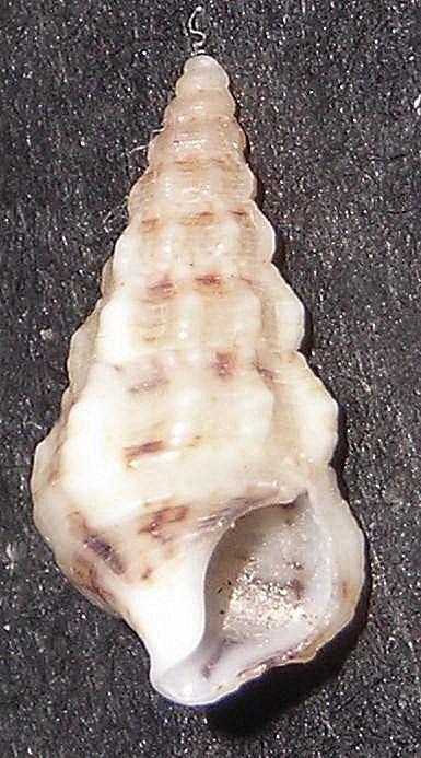 Cerithium